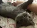 2 aylık British shorthair tuvalet eğitimli 