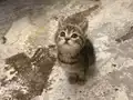 British Shorthair Yavruları 2 Aylık Sağlıklı Ve Oyuncu