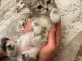 British Shorthair Yavruları 2 Aylık Sağlıklı Ve Oyuncu