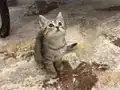 British Shorthair Yavruları 2 Aylık Sağlıklı Ve Oyuncu