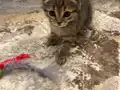 British Shorthair Yavruları 2 Aylık Sağlıklı Ve Oyuncu
