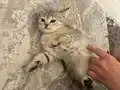 British Shorthair Yavruları 2 Aylık Sağlıklı Ve Oyuncu