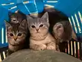 British Shorthair Yavruları 2 Aylık Sağlıklı Ve Oyuncu