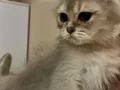 British longhair erkek yavrumuz