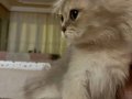British longhair erkek yavrumuz