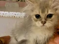 British longhair erkek yavrumuz