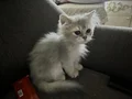 British longhair erkek yavrumuz