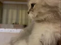 British longhair erkek yavrumuz
