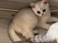 zümrüt gözlü muhteşem inci tanelerimiz
