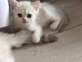 zümrüt gözlü muhteşem inci tanelerimiz