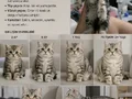 Sevimli kendini sevdiren yavru kedi