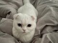 MAVİ VE KEHRİBAR GÖZLÜ ERKEK CİNS KEDİ!