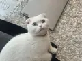 MAVİ VE KEHRİBAR GÖZLÜ ERKEK CİNS KEDİ!