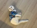 MAVİ VE KEHRİBAR GÖZLÜ ERKEK CİNS KEDİ!