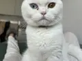 MAVİ VE KEHRİBAR GÖZLÜ ERKEK CİNS KEDİ!