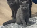 Kedilerimiz yeni yuvalarını arıyor.
