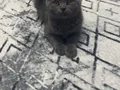 Kedilerimiz yeni yuvalarını arıyor.