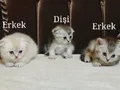 3 Yavrumuz Yeni Yuvalarını Bekliyorlar