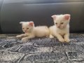 Bu Tatlı Siyam/Schottish Yavruları Yeni Ailelerini bekliyor