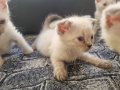 Bu Tatlı Siyam/Schottish Yavruları Yeni Ailelerini bekliyor
