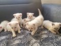 Bu Tatlı Siyam/Schottish Yavruları Yeni Ailelerini bekliyor