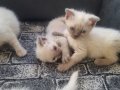 Bu Tatlı Siyam/Schottish Yavruları Yeni Ailelerini bekliyor