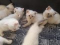 Bu Tatlı Siyam/Schottish Yavruları Yeni Ailelerini bekliyor