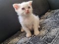 Bu Tatlı Siyam/Schottish Yavruları Yeni Ailelerini bekliyor