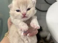 2 haftalık yavrular 3 kız 1 erkek 2 aylık olunca verilecek