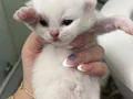 2 haftalık yavrular 3 kız 1 erkek 2 aylık olunca verilecek