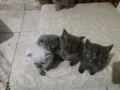 Bluepoind longhAir