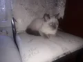 Bluepoind longhAir
