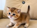✨ Evimizde Doğan British Shorthair Golden Minikler | 2 Erkek
