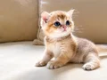 British Shorthair Golden NY11 yavrularımız yeni ailelerin