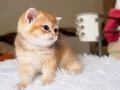 British Shorthair Golden NY11 yavrularımız yeni ailelerin
