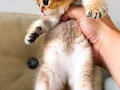 British Shorthair Golden NY11 yavrularımız yeni ailelerin
