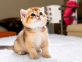 British Shorthair Golden NY11 yavrularımız yeni ailelerin