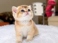 British Shorthair Golden NY11 yavrularımız yeni ailelerin