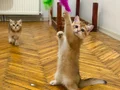 Uygun verılecekler istanbul sadece