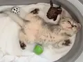Asaleti soyundan geliyor british shorthairs 2 aylık