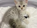 Asaleti soyundan geliyor british shorthairs 2 aylık