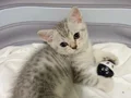 Asaleti soyundan geliyor british shorthairs 2 aylık