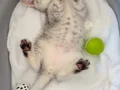 Asaleti soyundan geliyor british shorthairs 2 aylık