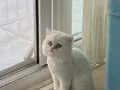 Mavi gözlü erkek 1,5 yaşında sakin karakterli