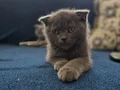 Baba Scottish Fold anne British Shorthair yavrular 