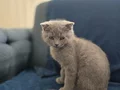 Baba Scottish Fold anne British Shorthair yavrular 