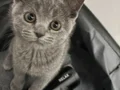 Baba Scottish Fold anne British Shorthair yavrular 