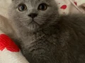 Minik bebişlerin ailesi araniyor 