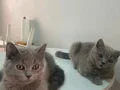 Minik bebişlerin ailesi araniyor 