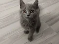 Minik bebişlerin ailesi araniyor 